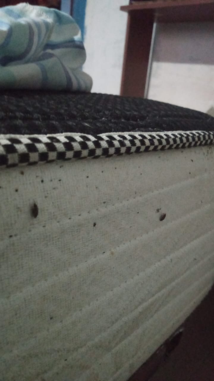 Inspección de indicios de insectos en un colchón